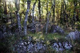 Forêt sainte-Baume