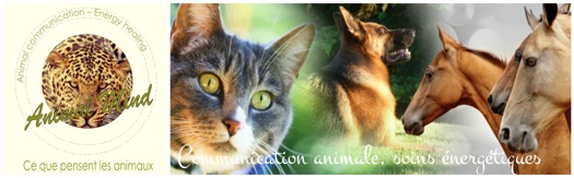 communication-animale