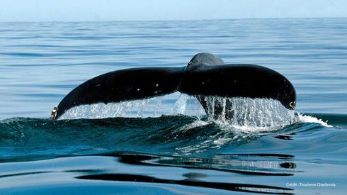 baleine