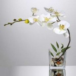 Feng Shui