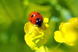 Distribution de larves de coccinelles à Caen pour remplacer les pesticides dans les jardins