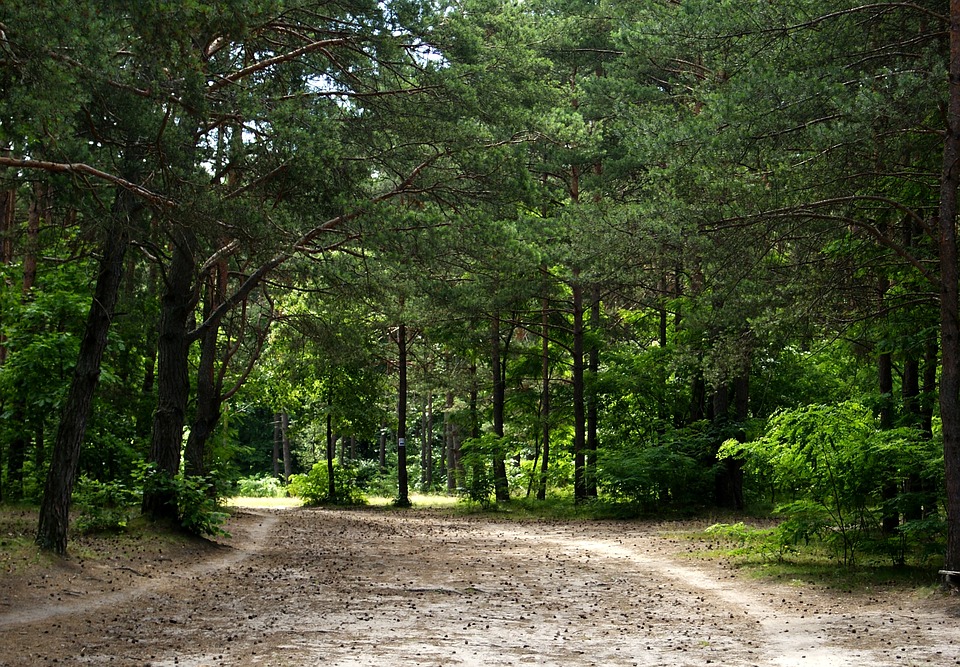 En plein désert égyptien, une forêt de 200 hectares. Merci les eaux usées !