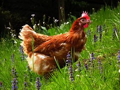 Fini les oeufs de poules élevées en cage