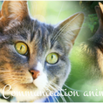 Initiation à la Communication Animale