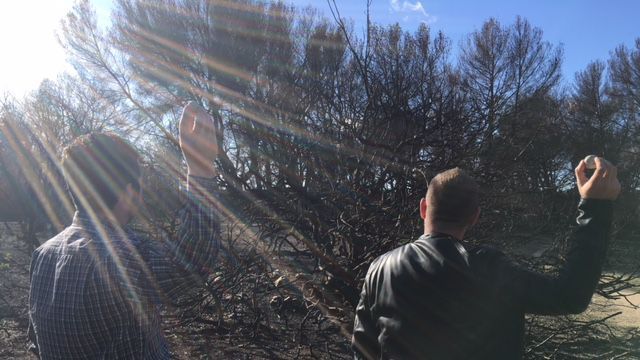 Bombes à graines: comment redonner vie à la terre après les incendies dans les Bouches-du-Rhône