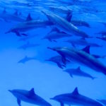 Nager avec les dauphins et Méditer en pleine conscience