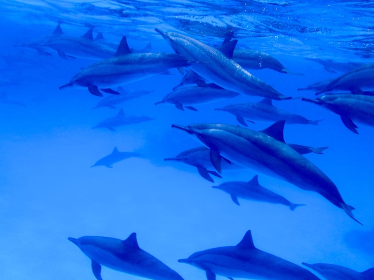 Nager avec les dauphins et Méditer en pleine conscience