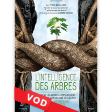 Film : “L’intelligence des arbres”