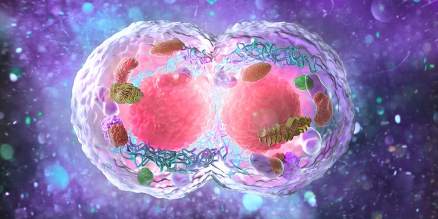 Web conférence : La régénération cellulaire un processus naturel de guérison