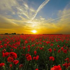 Le Christ aux coquelicots par Christian Bobin