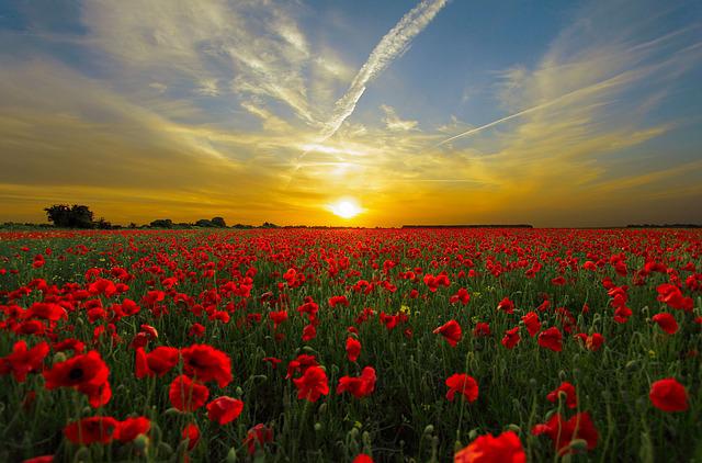 Le Christ aux coquelicots par Christian Bobin