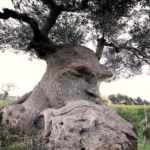 Stage : Initiation au clair ressenti et Esprits de la Nature