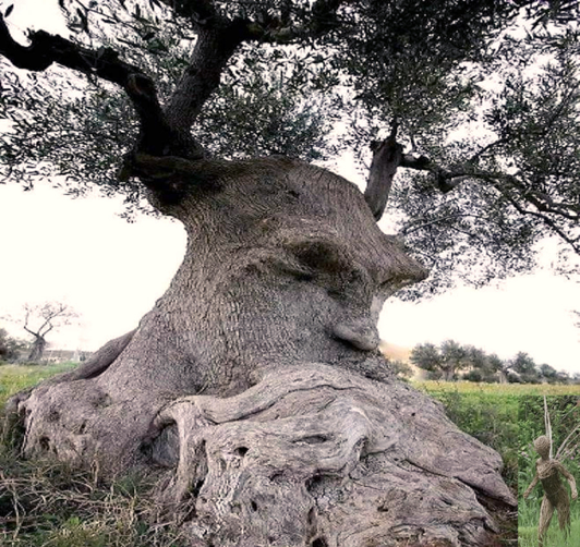 Stage : Initiation au clair ressenti et Esprits de la Nature