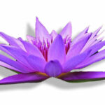 Soirée Méditation Symphonie