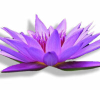 Soirée Méditation Symphonie