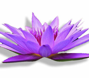 Soirée Méditation Symphonie